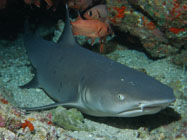 Whitetip reef shark / Triaenodon obesus / Hawaian Reef, Dezember 21, 2005 (1/80 sec at f / 4,5, 10.6 mm)
