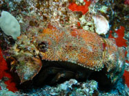 Scaly Slipper Lobster / Scyllarides squammosus / Molokini Wall, Dezember 21, 2005 (1/80 sec at f / 5,6, 10.1 mm)
