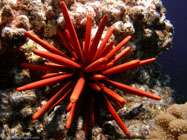 Slate Pencil Urchin / Heterocentrotus mammillatus / Pinnacle Point, Dezember 22, 2005 (1/160 sec at f / 5,6, 5.7 mm)