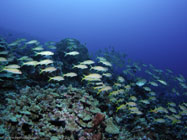Yellowfin Goatfish / Mulloidichthys vanicolensis / Dragon Reef, Dezember 23, 2005 (1/80 sec at f / 4,5, 5.7 mm)