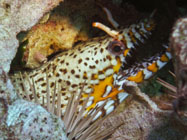Dragon Moray / Enchelycore pardalis / Dragon Reef, Dezember 23, 2005 (1/80 sec at f / 4,8, 22.9 mm)