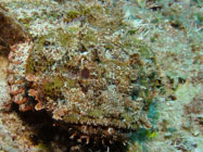 Spotted Scorpionfish / Scorpaena plumieri / Copacabana Divescenter, August 24, 2005 (1/100 sec at f / 5,6, 9.8 mm)