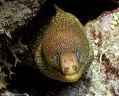 Goldentail Moray / Gymnothorax miliaris / Copacabana Divescenter, August 24, 2005 (1/100 sec at f / 5,6, 18.6 mm)