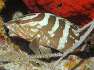 Nassau grouper / Epinephelus striatus / Maria La Gorda, März 24, 2006 (1/80 sec at f / 4,5, 18.1 mm)