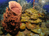 Giant Barrel Sponge / Verongula gigantea / Maria La Gorda, März 25, 2006 (1/100 sec at f / 4,5, 5.7 mm)
