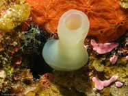 Green Tube Tunicate / Ascidia sydneiensis / Maria La Gorda, März 26, 2006 (1/100 sec at f / 4,5, 19.5 mm)