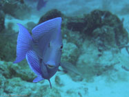 Blue Tang / Acanthurus coeruleus / Maria La Gorda, März 26, 2006 (1/125 sec at f / 5,6, 18.3 mm)