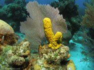 Yellow Tube Sponge / Aplysina fistularis / Maria La Gorda, März 26, 2006 (1/160 sec at f / 6,3, 5.7 mm)