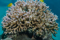 Hard coral / Acropora sp. / Eddy Reef, Juli 21, 2007 (1/160 sec at f / 8,0, 62 mm)