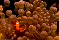 Spine-cheek Anemonefish / Premnas biaculeatus / Eddy Reef, Juli 21, 2007 (1/160 sec at f / 8,0, 62 mm)