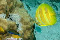 Goldbarred Butterflyfish / Chaetodon rainfordi / Eddy Reef, Juli 21, 2007 (1/160 sec at f / 8,0, 45 mm)