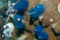 Christmas tree worm / Spirobranchus giganteus / Eddy Reef, Juli 21, 2007 (1/160 sec at f / 8,0, 62 mm)