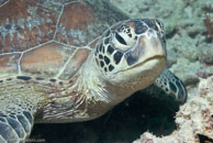 Green turtle / Chelonia mydas / Eddy Reef, Juli 21, 2007 (1/160 sec at f / 8,0, 62 mm)