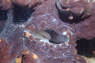 Giant Clam / Tridacna gigas / Eddy Reef, Juli 21, 2007 (1/160 sec at f / 8,0, 29 mm)