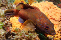 Coney / Cephalopholis fulva / Blue Reef Diving, März 08, 2007 (1/160 sec at f / 10, 70 mm)