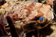 Balloonfish / Diodon holocanthus / Blue Reef Diving, März 08, 2007 (1/160 sec at f / 10, 70 mm)