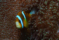 Barrier Reef Anemonefish / Amphiprion akindynos / Turtle Gully, Juli 07, 2007 (1/125 sec at f / 10, 62 mm)