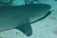 Whitetip reef shark / Triaenodon obesus / Tenement I, Juli 09, 2007 (1/200 sec at f / 8,0, 62 mm)