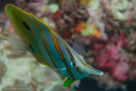 Long-Beaked Coralfish / Chelmon rostratus / Tenement I, Juli 09, 2007 (1/100 sec at f / 8,0, 62 mm)