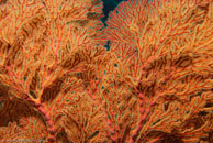 /  / Coral Grotto, Juli 10, 2007 (1/160 sec at f / 9,0, 50 mm)