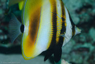 Highfin Coralfish / Coradion altivelis / Tenement I, Juli 12, 2007 (1/125 sec at f / 9,0, 105 mm)