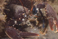European Lobster / Homarus gammarus / Kabbelaarsrif, August 16, 2008 (1/100 sec at f / 10, 62 mm)