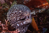 Spotted Moray / Gymnothorax moringa / Blue Reef Diving, März 15, 2008 (1/100 sec at f / 14, 105 mm)