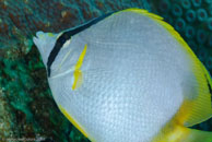 Spotfin Butterflyfish / Chaetodon ocellatus / Marina Hemingway, März 19, 2008 (1/100 sec at f / 13, 105 mm)