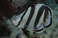 Banded Butterflyfish / Chaetodon striatus / Marina Hemingway, März 19, 2008 (1/100 sec at f / 13, 105 mm)