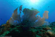 Common Sea Fan / Gorgonia ventalina / Mystic Chain, März 22, 2008 (1/80 sec at f / 9,0, 10 mm)