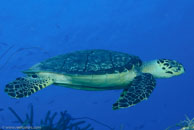 Hawksbill turtle / Eretmochelys imbricata / Paraiso Perdito, März 23, 2008 (1/80 sec at f / 10, 60 mm)