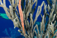 Trumpetfish / Aulostomus maculatus / Paraiso Perdito, März 23, 2008 (1/80 sec at f / 8,0, 50 mm)