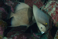 Gray angelfish / Pomacanthus arcuatus / Las Cuevas de Pipo, März 24, 2008 (1/80 sec at f / 7,1, 32 mm)