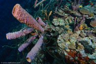 Stove-Pipe Sponge / Aplysina archeri / Fish Cave Reef, März 08, 2008 (1/60 sec at f / 7,1, 10 mm)