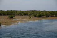 Mangrove Forest, Ciego de Avila, Cuba;  1/320 sec at f / 5,0, 60 mm