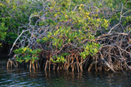 Mangrove Forest, Ciego de Avila, Cuba;  1/100 sec at f / 5,3, 75 mm