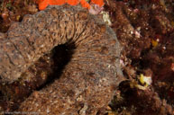 Sea cucumber / Holothuroidea / Calanque, Oktober 18, 2012 (1/125 sec at f / 13, 17 mm)