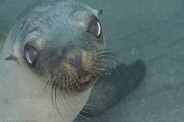 Sea Lion Spot, California, USA;  1/250 sec at f / 11, 60 mm