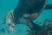 Sea Lion Spot, California, USA;  1/250 sec at f / 8,0, 60 mm