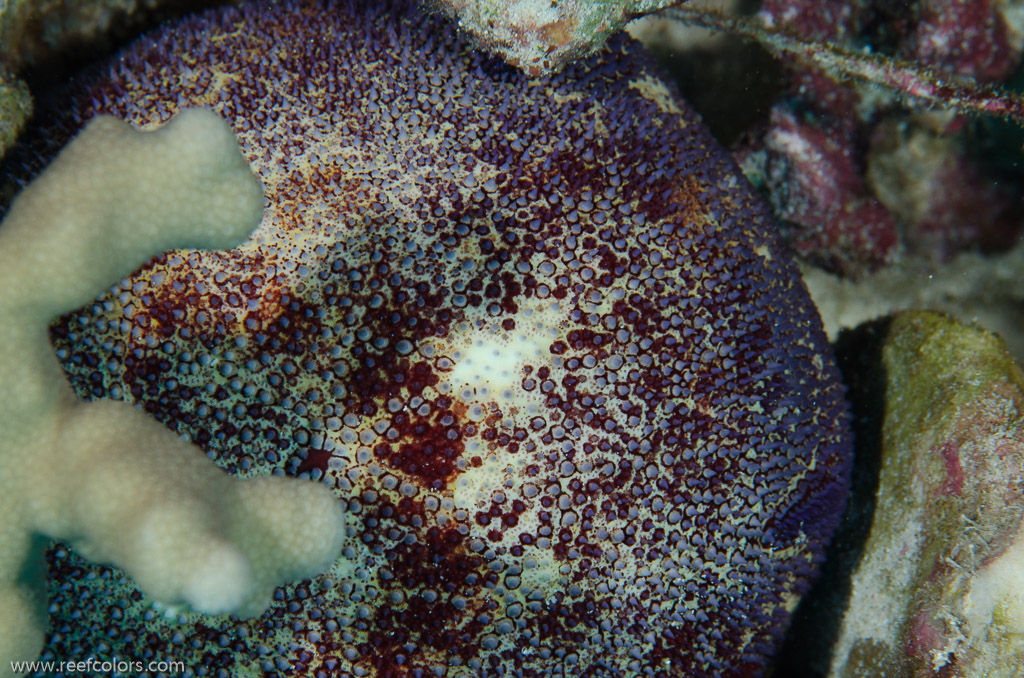 Rabbis Reef, Hawaii, USA;  1/200 sec at f / 14, 105 mm