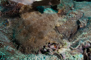 Coral Grotto, Queensland, Australia;  1/250 sec at f / 10, 17 mm