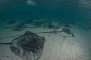 Heron Reef, Queensland, Australia;  1/160 sec at f / 9,0, 12 mm