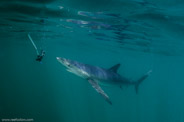 Shark Diving, Rhode Island, USA;  1/200 sec at f / 9,0, 17 mm