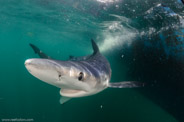Shark Diving, Rhode Island, USA;  1/160 Sek. bei f / 9,0, 10 mm