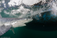 Shark Diving, Rhode Island, USA;  1/125 Sek. bei f / 9,0, 10 mm