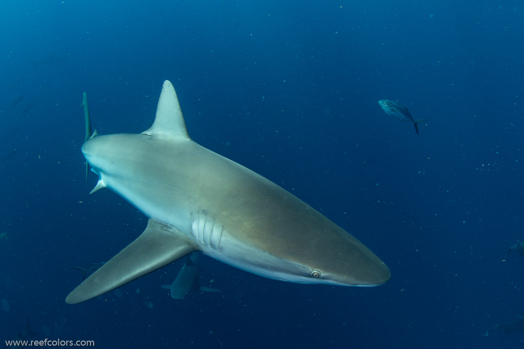 Florida Shark Diving, Florida, USA;  1/250 sec at f / 7,1, 10 mm