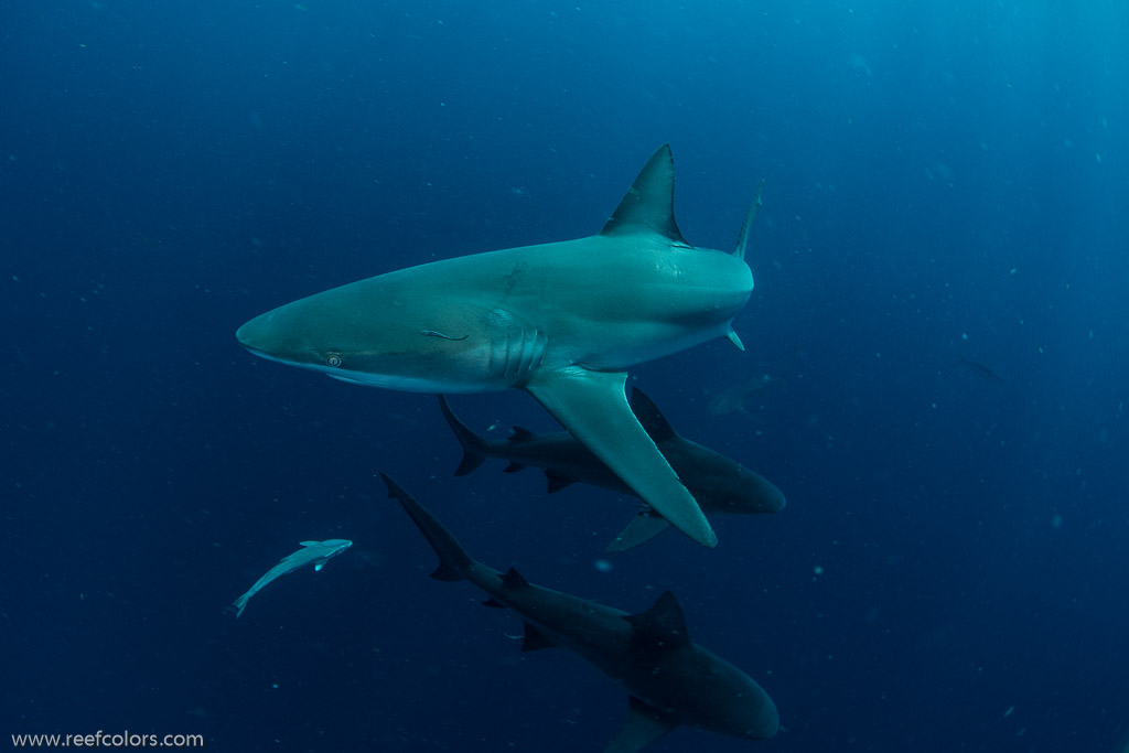 Florida Shark Diving, Florida, USA;  1/250 sec at f / 9,0, 10 mm