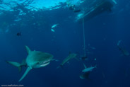 Florida Shark Diving, Florida, USA;  1/250 sec at f / 9,0, 11 mm