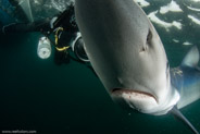Shark Diving, Rhode Island, USA;  1/250 sec at f / 11, 12 mm