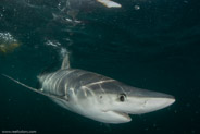 Shark Diving, Rhode Island, USA;  1/200 sec at f / 11, 13 mm
